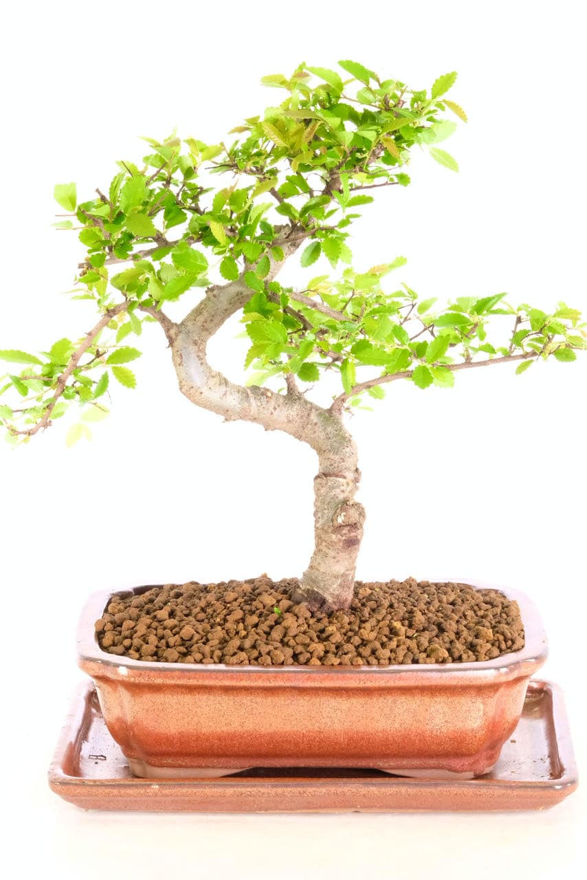 Spectacular Chinese Elm Bonsai Tree with Wonderful Trunk For Sale UK