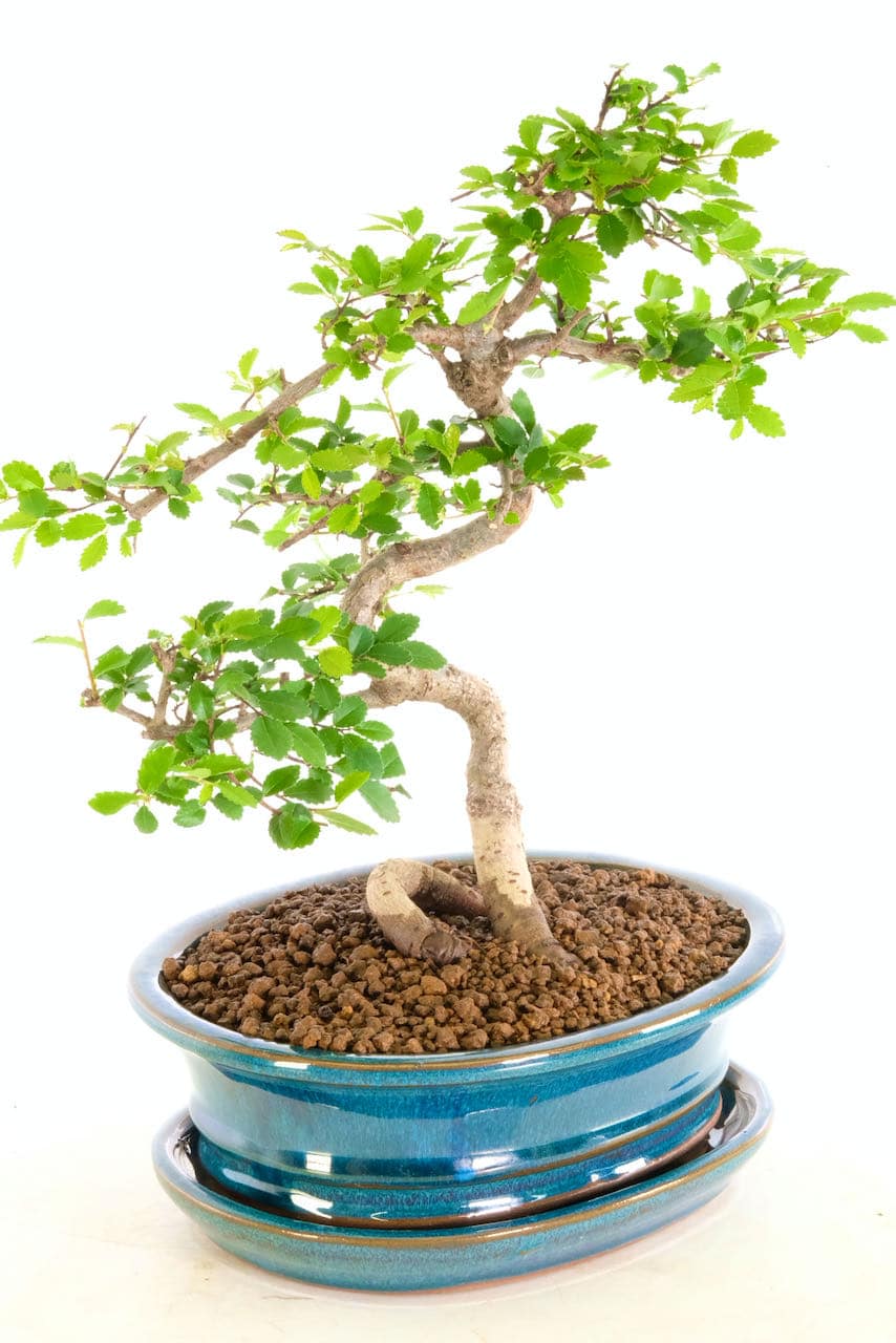 Beautiful Chinese Elm Bonsai with Wonderful Foliage Pads For Sale UK