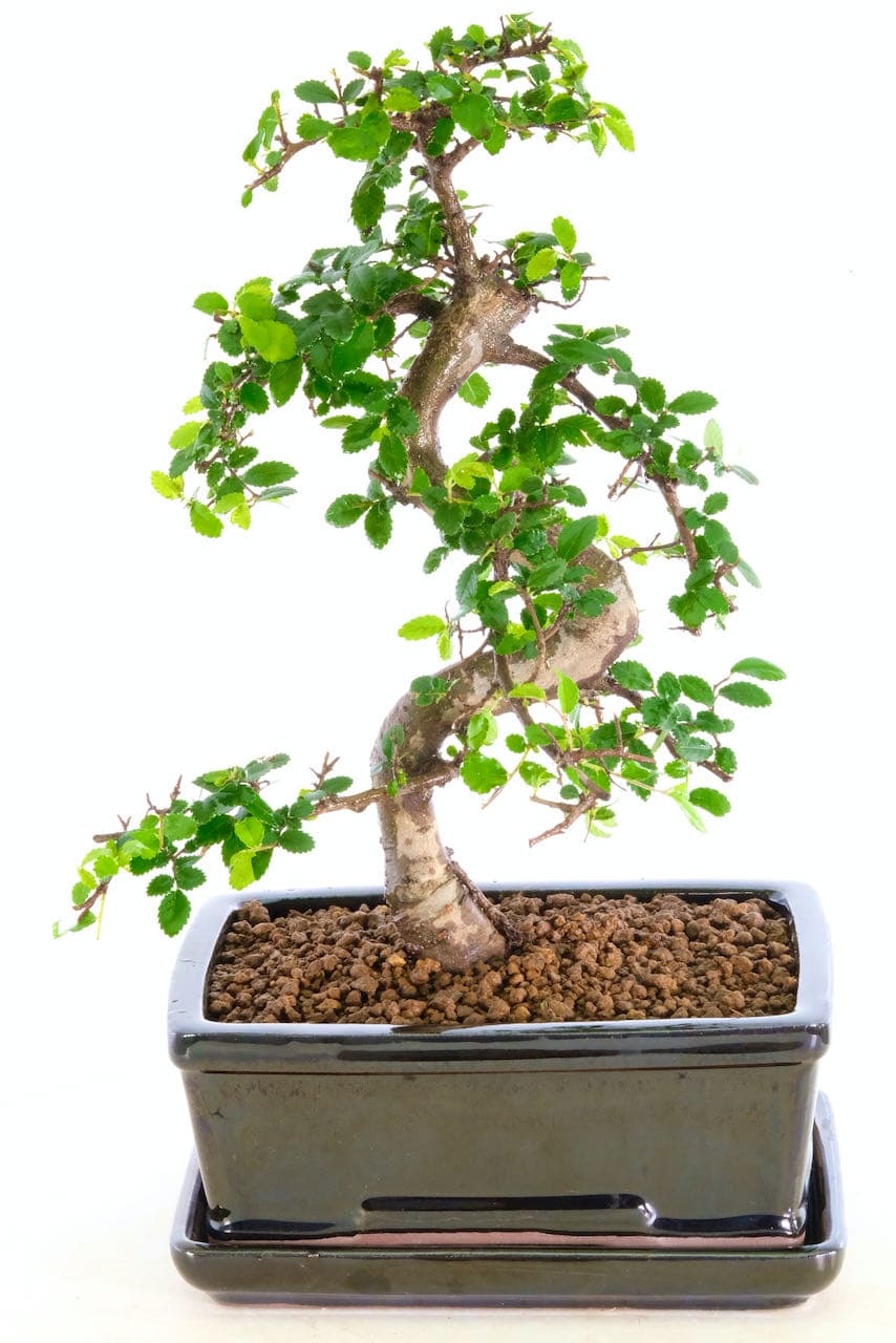 Elegant Indoor Twisty Chinese Elm Bonsai Tree Sale UK