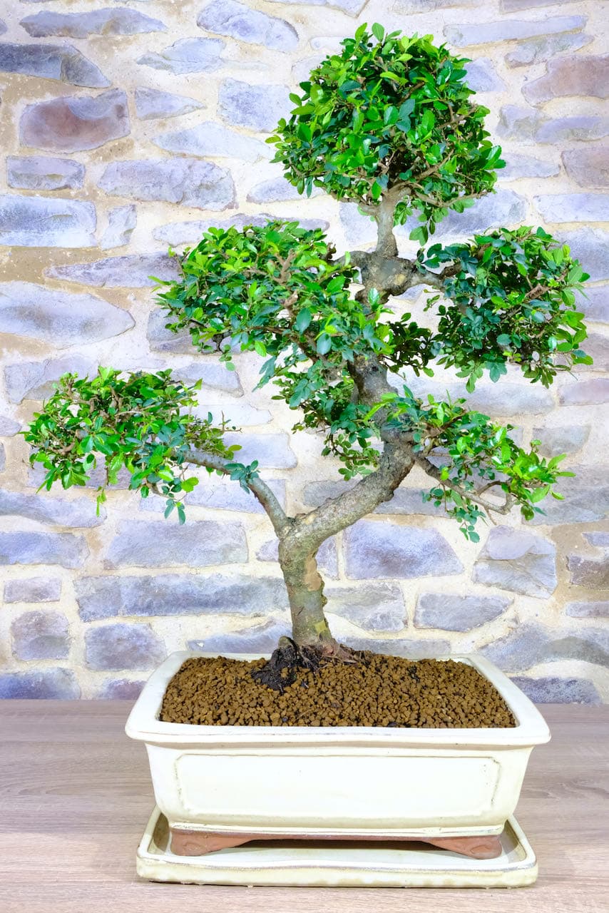 Stunning Powerful Indoor Twisty Chinese Elm Bonsai Tree Sale UK