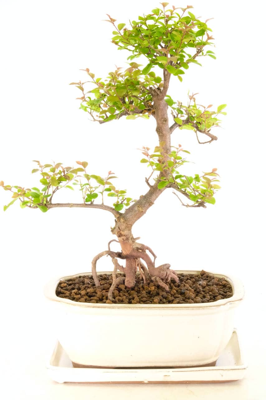 Exquisite Chinese Sweet Plum Fruiting Bonsai Tree with Magnificent Roots