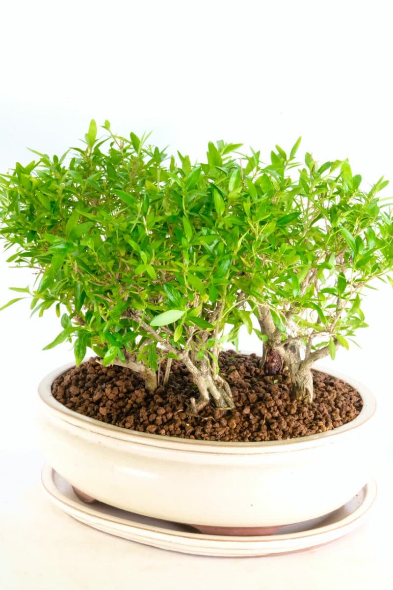 6 Piece composition of Serissa Foetida indoor bonsai trees