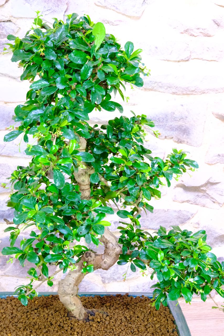 Large Indoor Tea Tree Bonsai with Green Glossy Foliage Highly Artistic