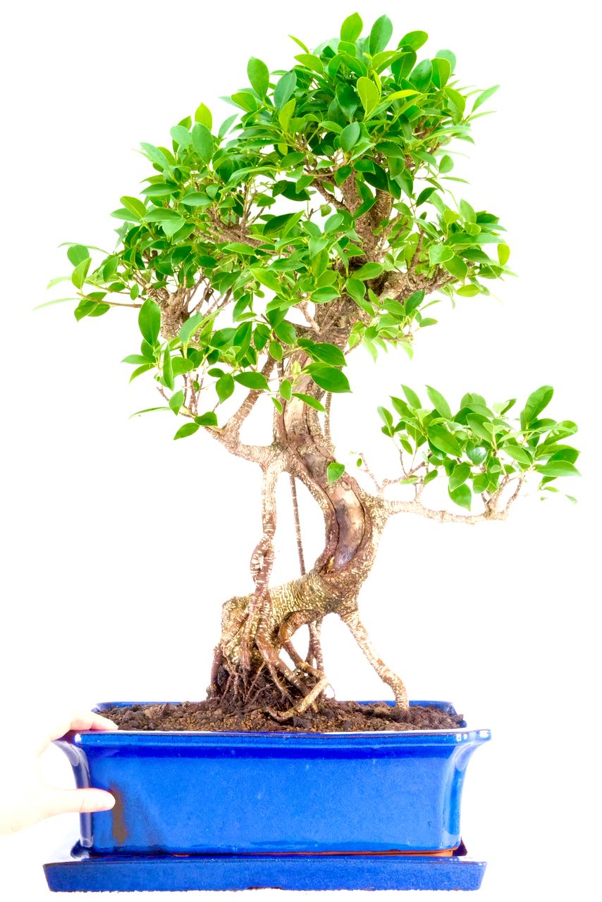 Beautiful Indoor Ficus Bonsai Tree For Sale UK Perfect For Beginners!