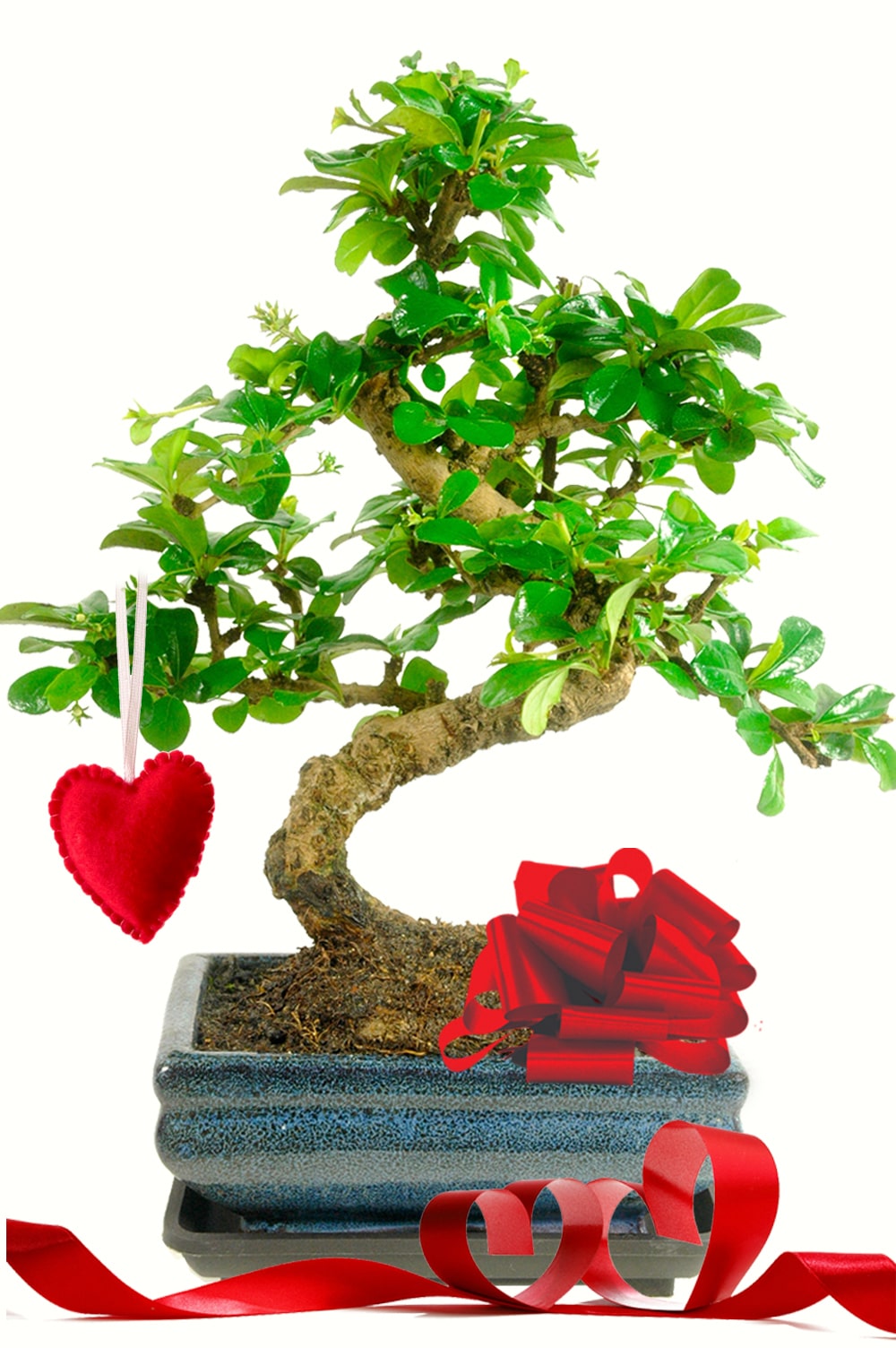 Valentine's Day Gift Fukien Tea Tree Flowering Bonsai