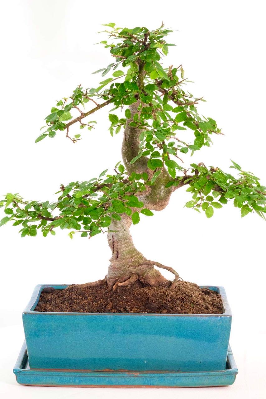 Strong Indoor Chinese Elm Bonsai with Impressive Character Trunk UK