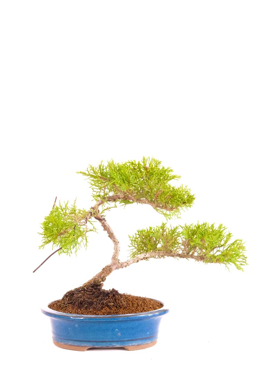 Stunning Chinese Juniper Evergreen Bonsai with graceful appearance