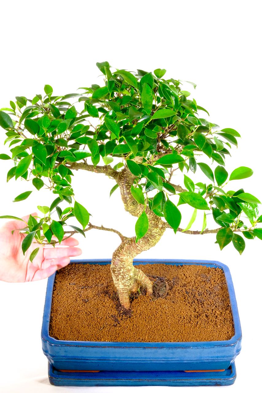 Exquisite Specimen Indoor Ficus Bonsai Tree incredible artistic appeal