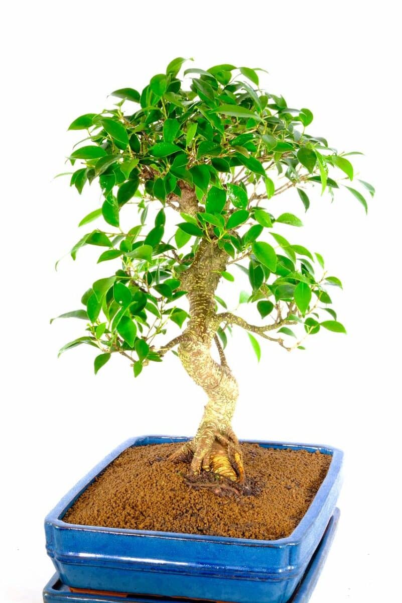 Exquisite Specimen Indoor Ficus Bonsai Tree incredible artistic appeal