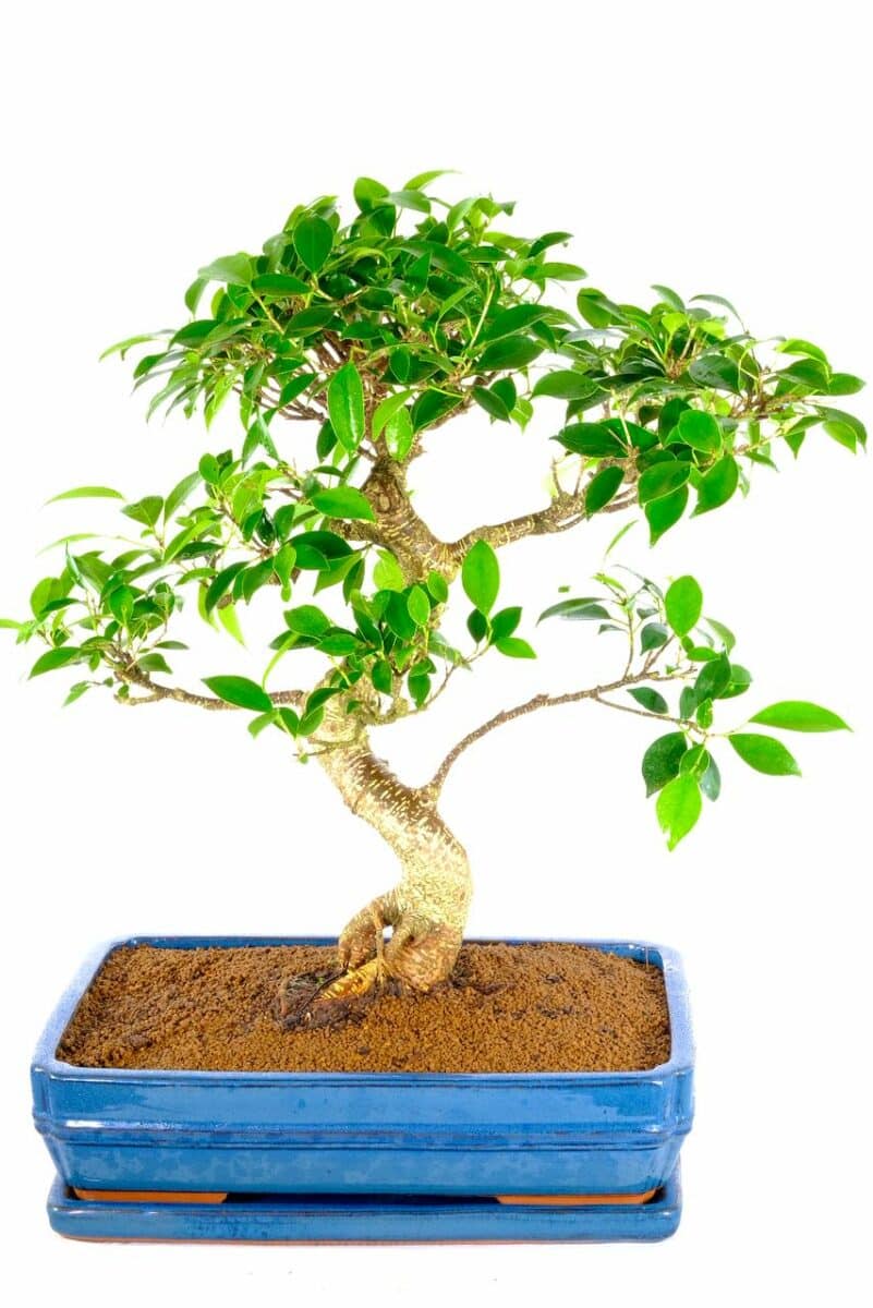 Exquisite Specimen Indoor Ficus Bonsai Tree incredible artistic appeal