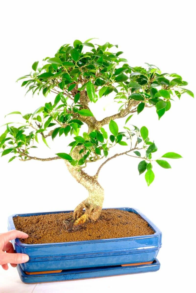 Ficus Bonsai Tree Exquisite Specimen Incredible Artistic Appeal