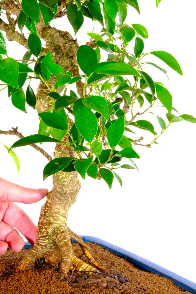 Exquisite Specimen Indoor Ficus Bonsai Tree incredible artistic appeal