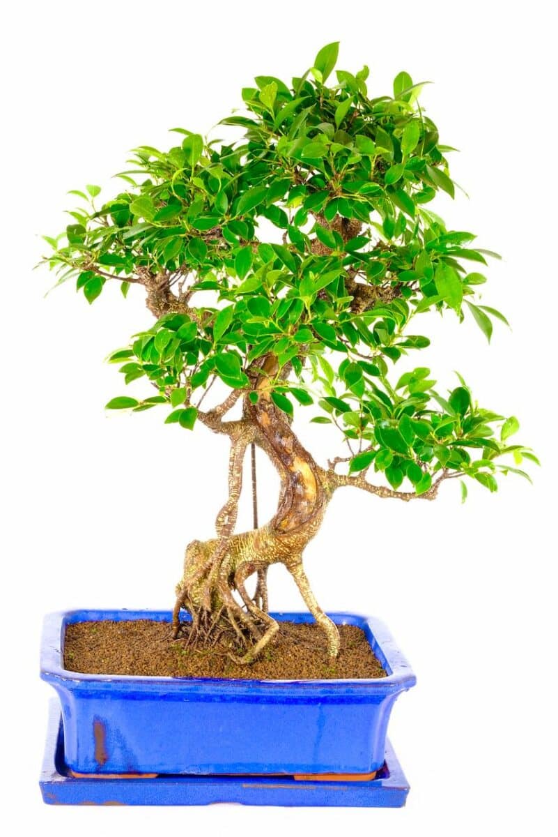 Quality bonsai Bonsai Trees for Sale UK