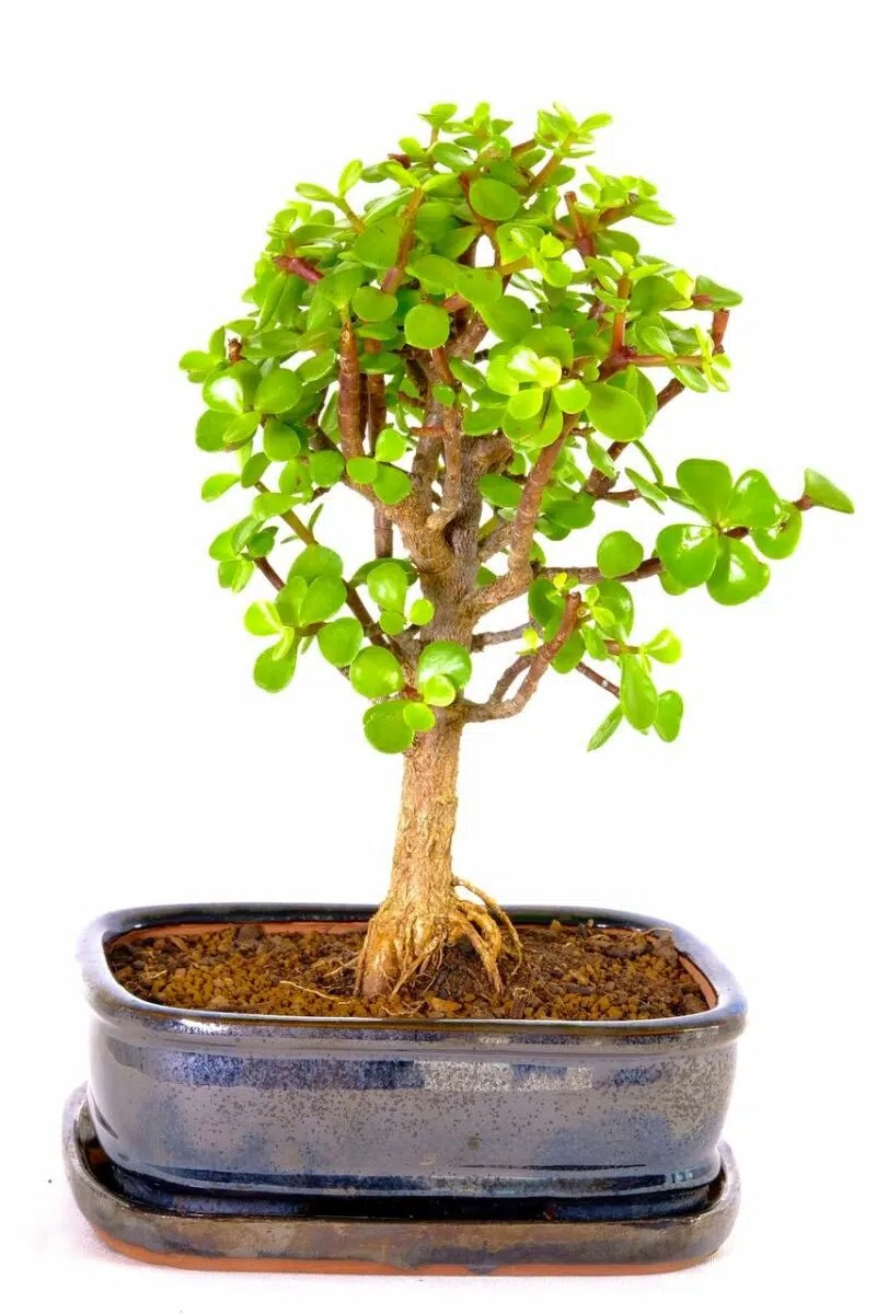 OrchardStyle Jade Bonsai with Distinctive Leaves The Money Tree UK