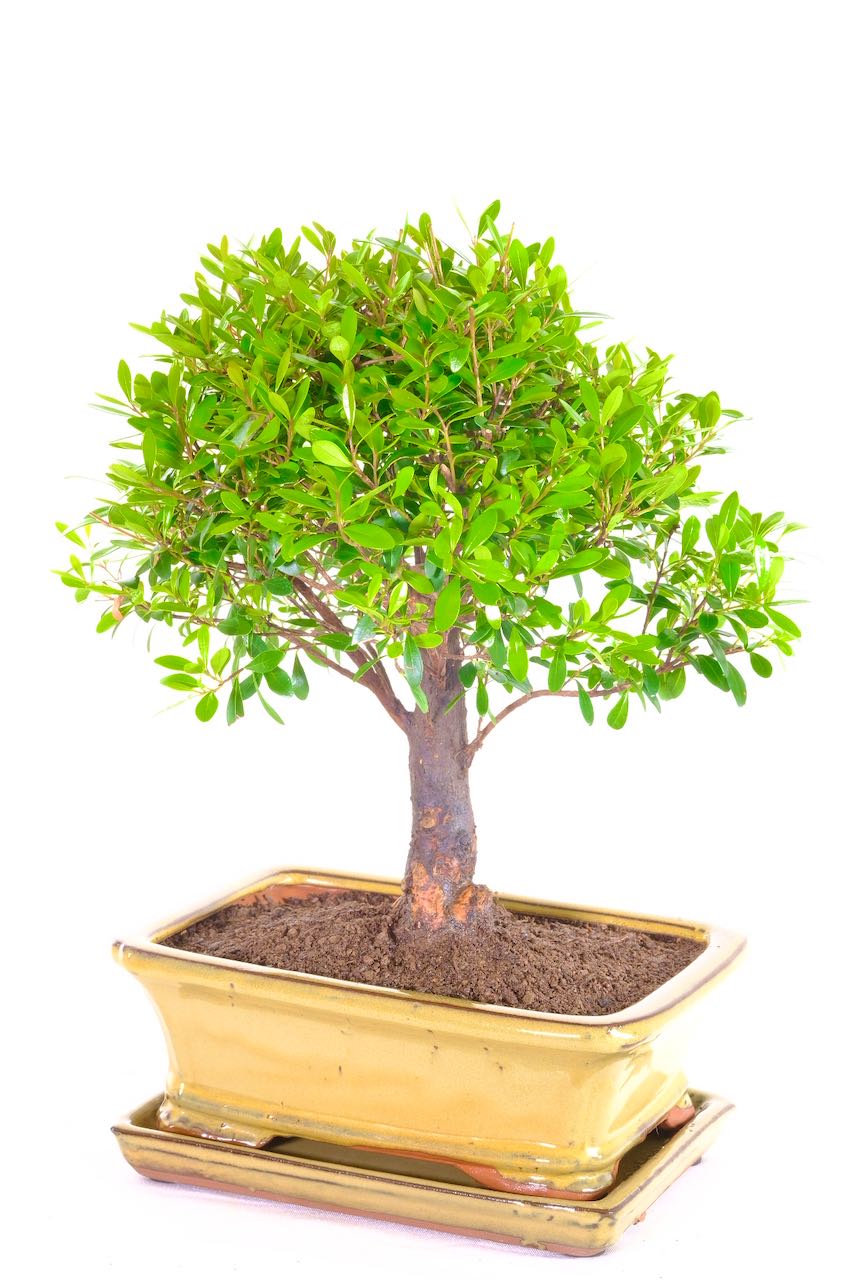 Stunning Flowering Roseapple Woodland Style Bonsai for Sale