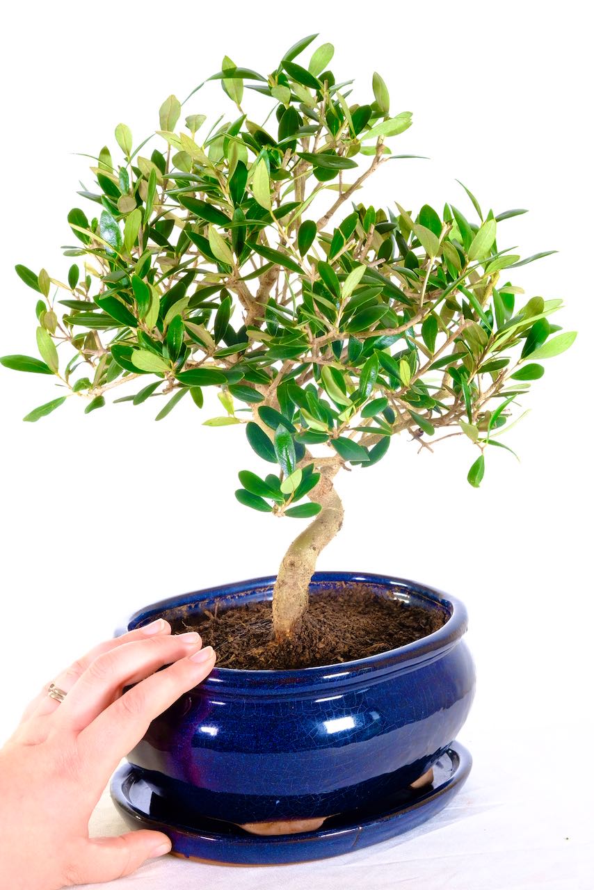 Exquisite Olive bonsai tree with lovely phenomenal design