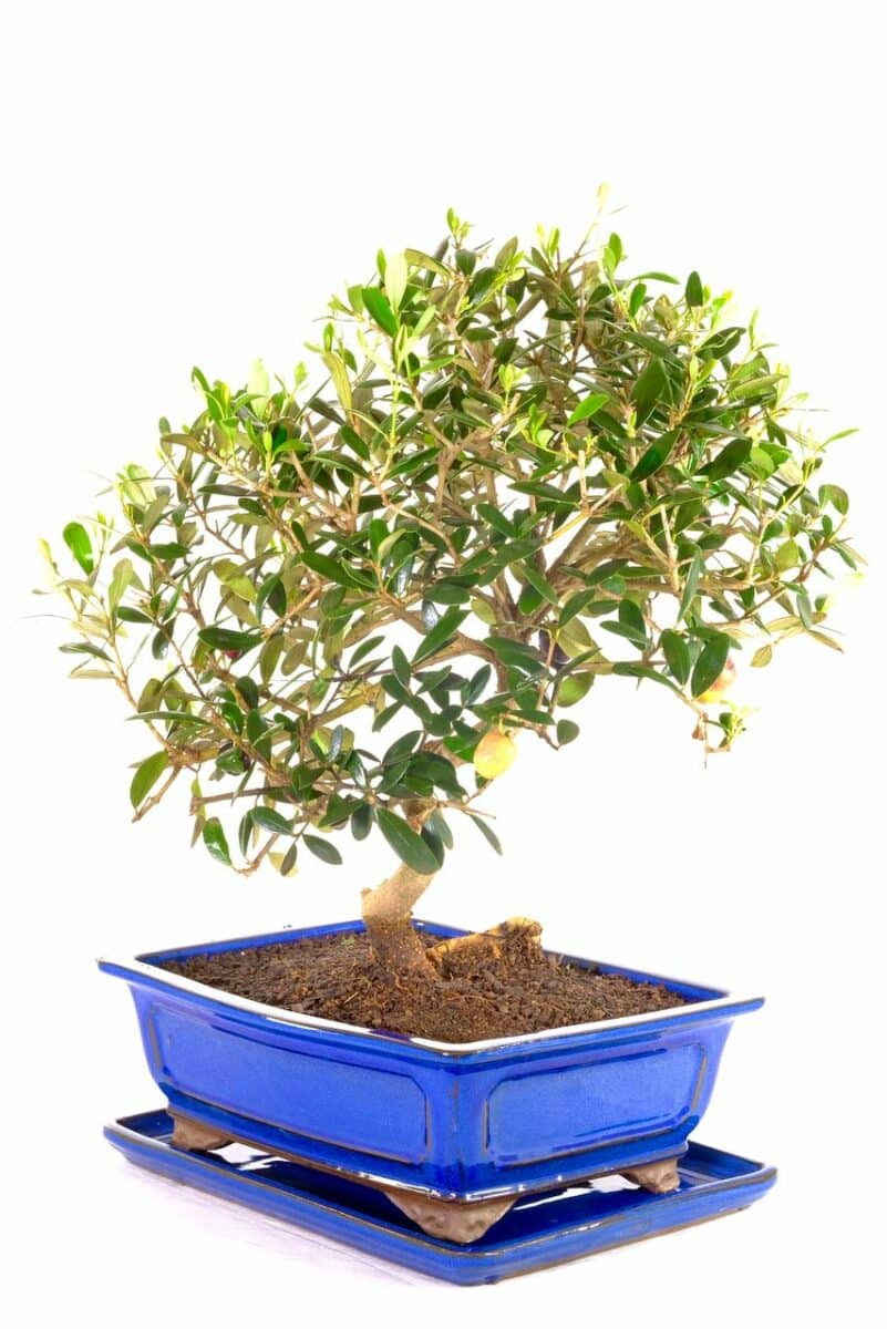 Majestic & Commanding Mature Olive Bonsai Tree for Sale