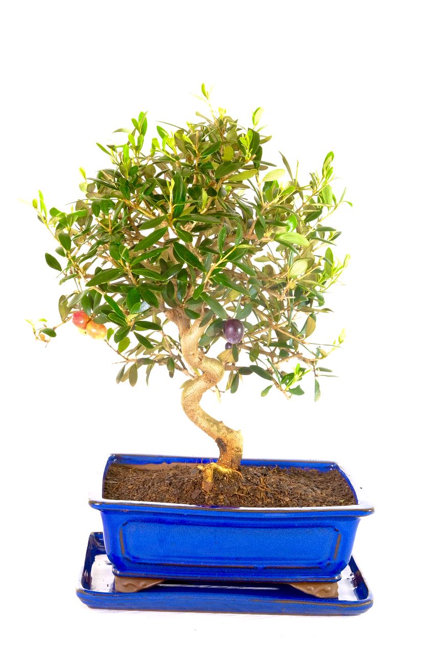 Majestic & Commanding Mature Olive Bonsai Tree for Sale
