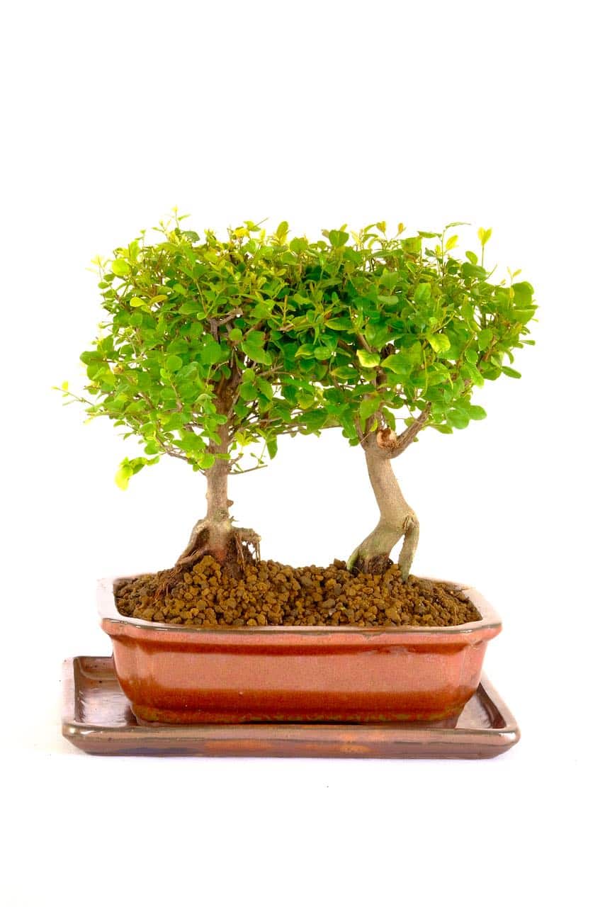 Indoor Bonsai For Beginners