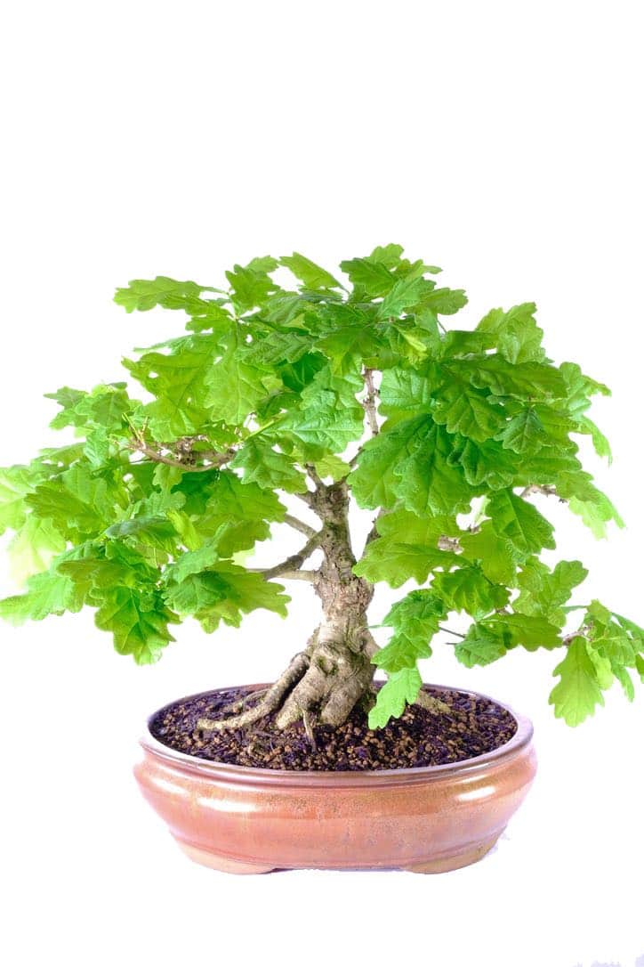 English Oak Bonsai A Captivating Gift of Natural Beauty UK