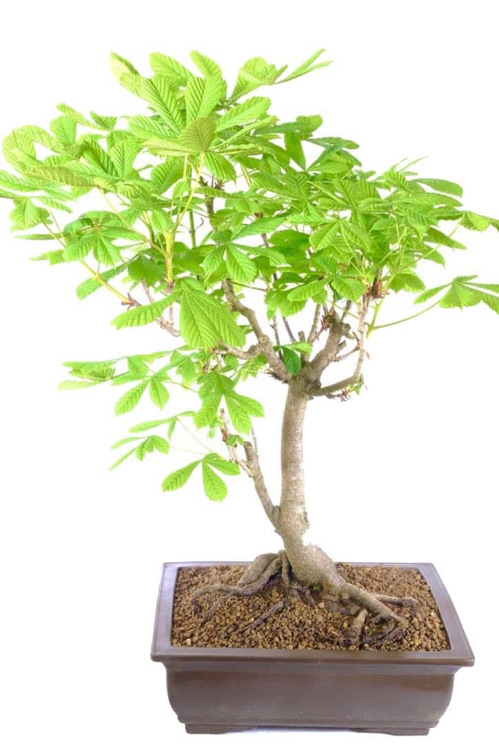 Large Horse Chestnut Bonsai Tree (Aesculus hippocastanum)