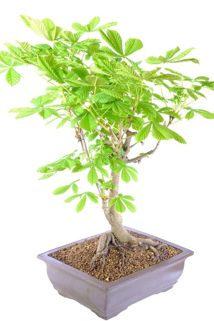 Large Horse Chestnut Bonsai Tree (Aesculus hippocastanum)