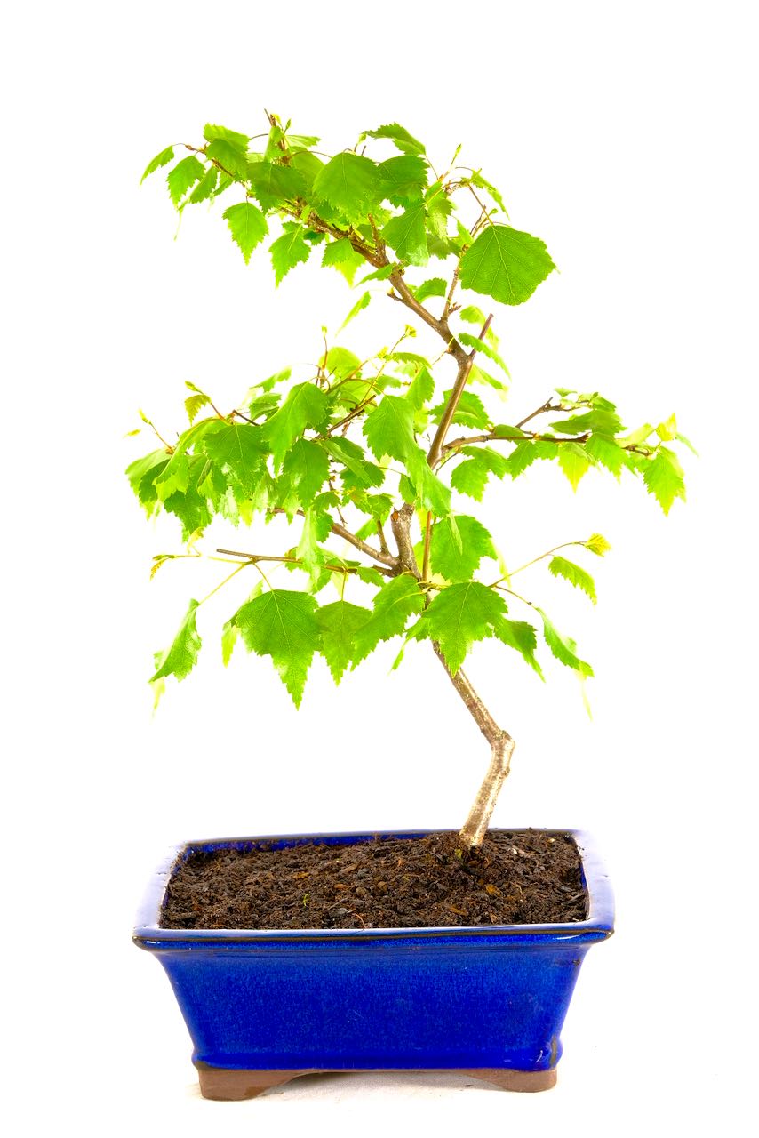 Silver Birch Hardy Outdoor Bonsai with Excellent Design UK