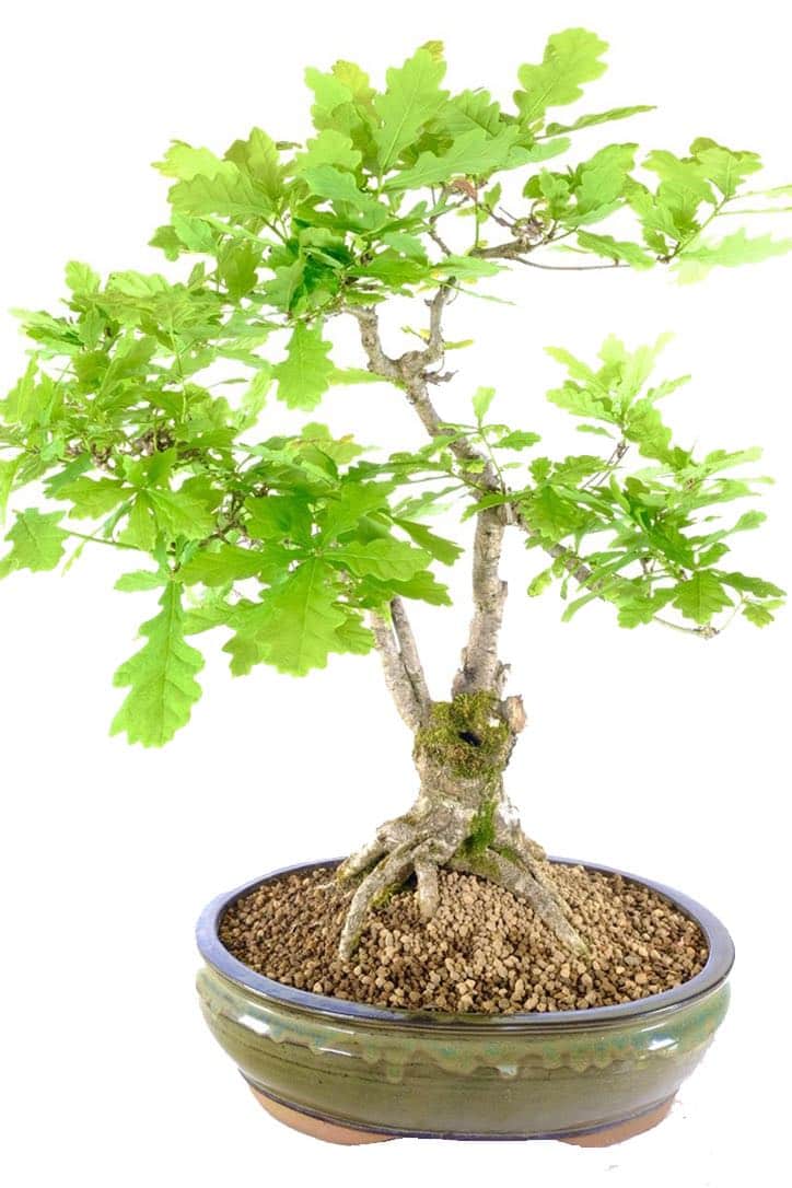 English Oak Bonsai A Timeless Gift of Natural Splendour UK