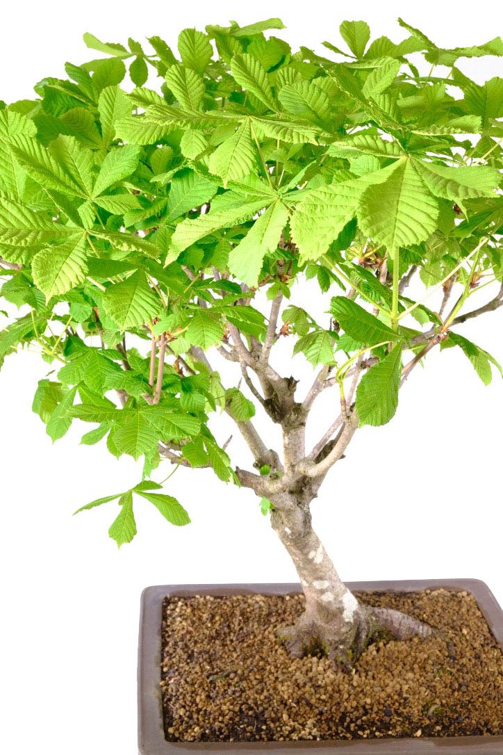 Huge Horse Chestnut Bonsai Aesculus hippocastanum UK