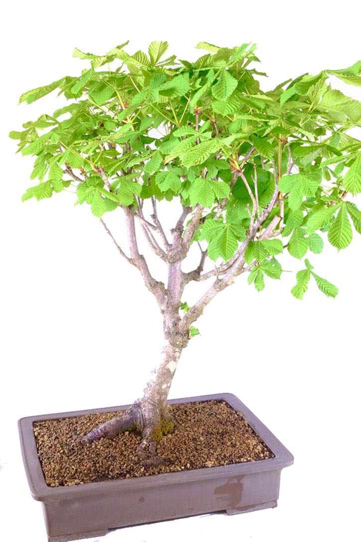 Huge Horse Chestnut Bonsai Aesculus hippocastanum UK
