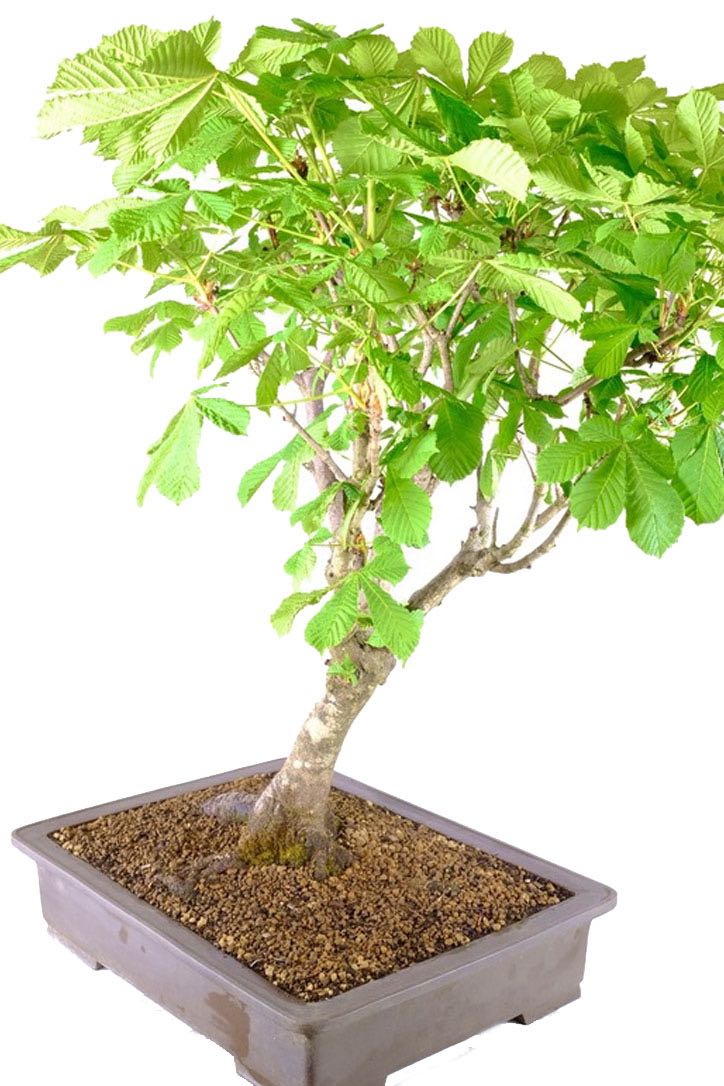 Huge Horse Chestnut Bonsai Aesculus hippocastanum UK