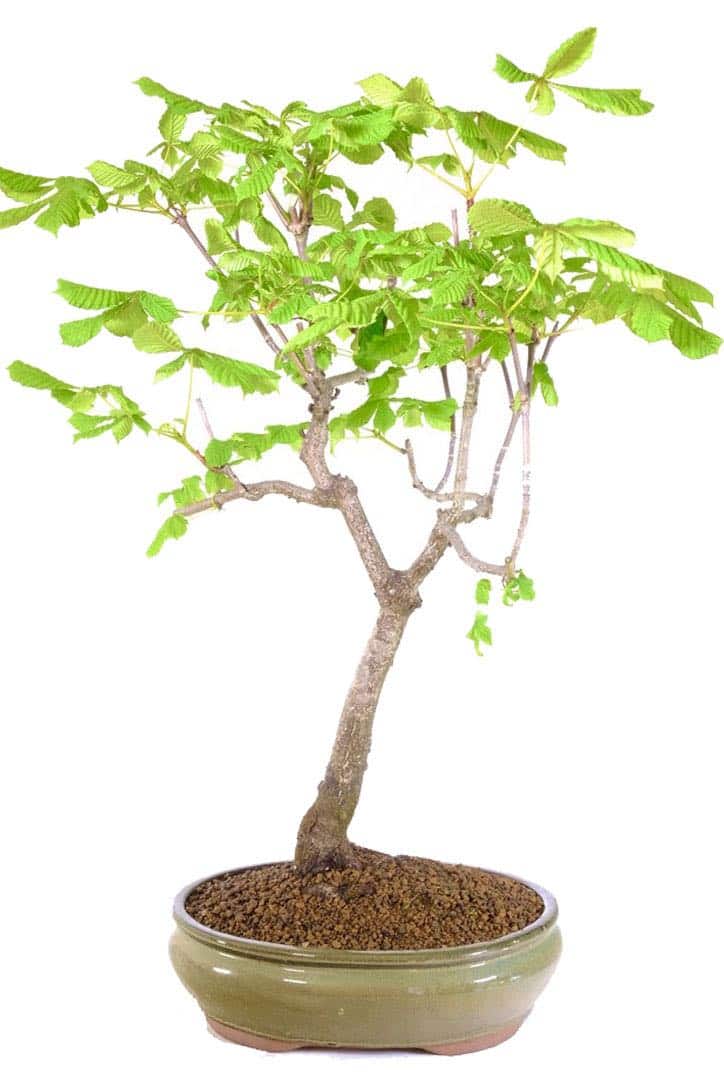 25Year Horse Chestnut Bonsai Resilient Majesty