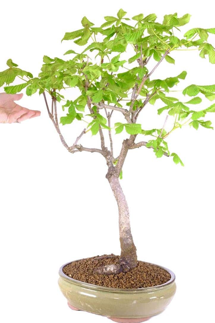 25Year Horse Chestnut Bonsai Resilient Majesty