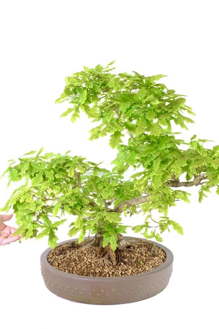 English Oak Bonsai A Timeless Symbol of Strength and Serenity