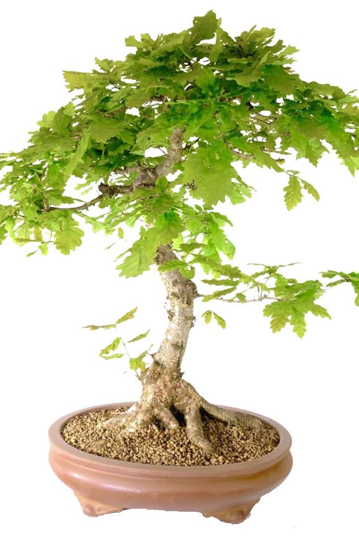 Quercus Robur Bonsai A Timeless Outdoor Masterpiece UK