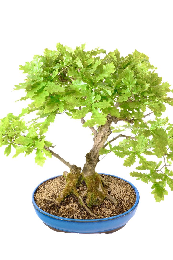 Twin English Oak Bonsai A Display of Endurance and Beauty UK