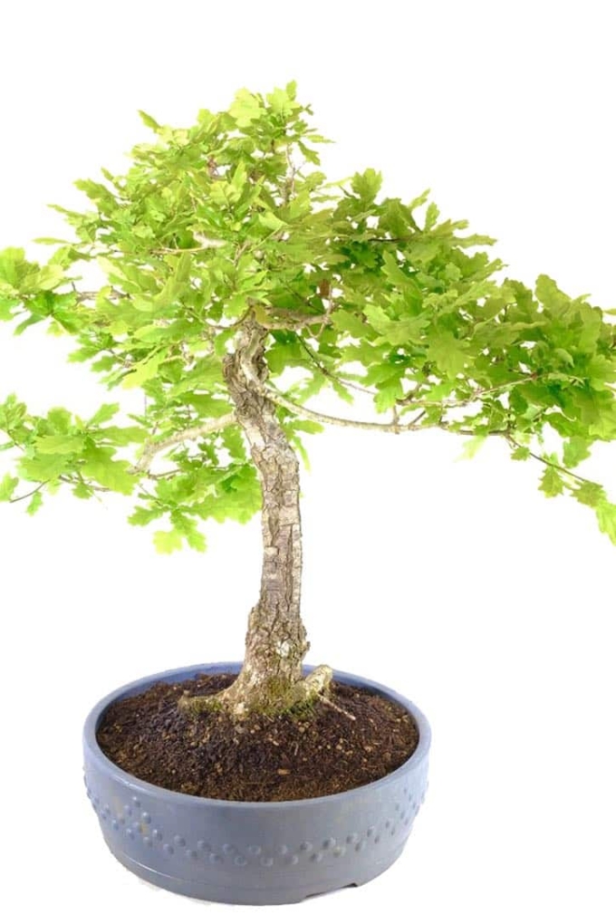 English Oak Bonsai A Timeless Masterpiece of Natural Beauty UK
