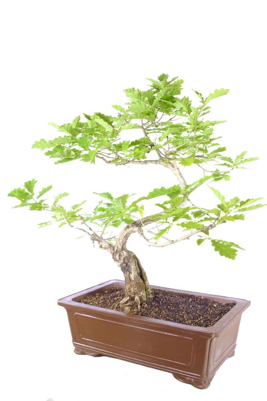 English Oak Bonsai Timeless Expression of Natural Grandeur UK