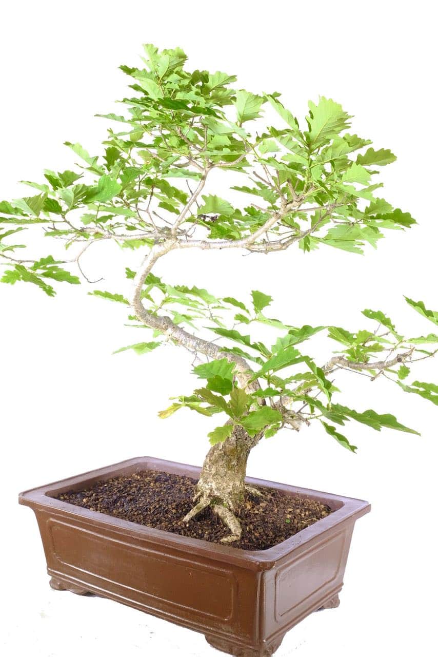 English Oak Bonsai Timeless Expression of Natural Grandeur UK