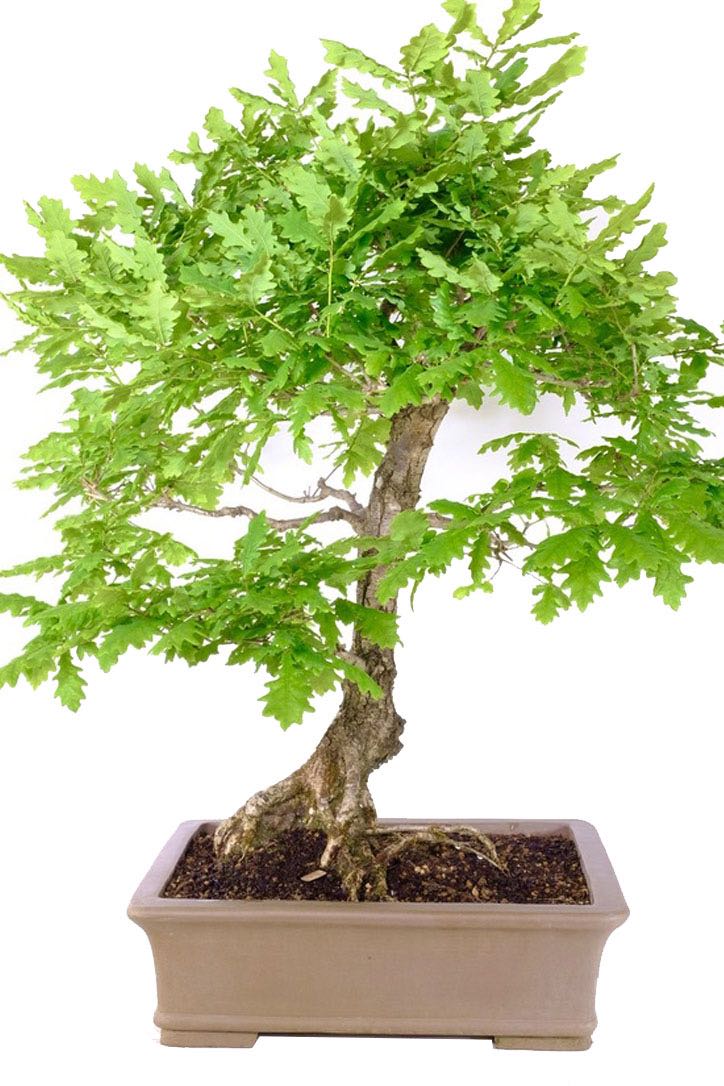 English Oak Outdoor Bonsai A Tribute to Nature's Artistry UK