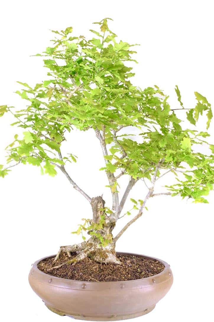 Captivating Woodland Grace 31YearOld English Oak Bonsai UK