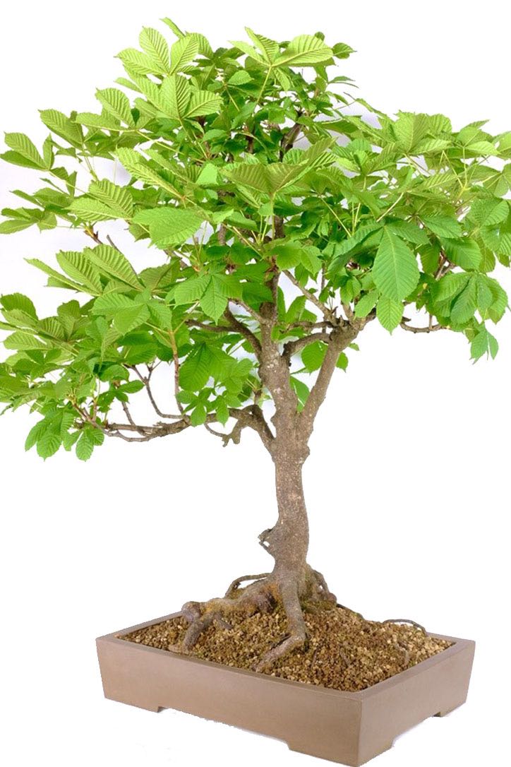 Sensational XL Horse Chestnut Bonsai Tree Wow!