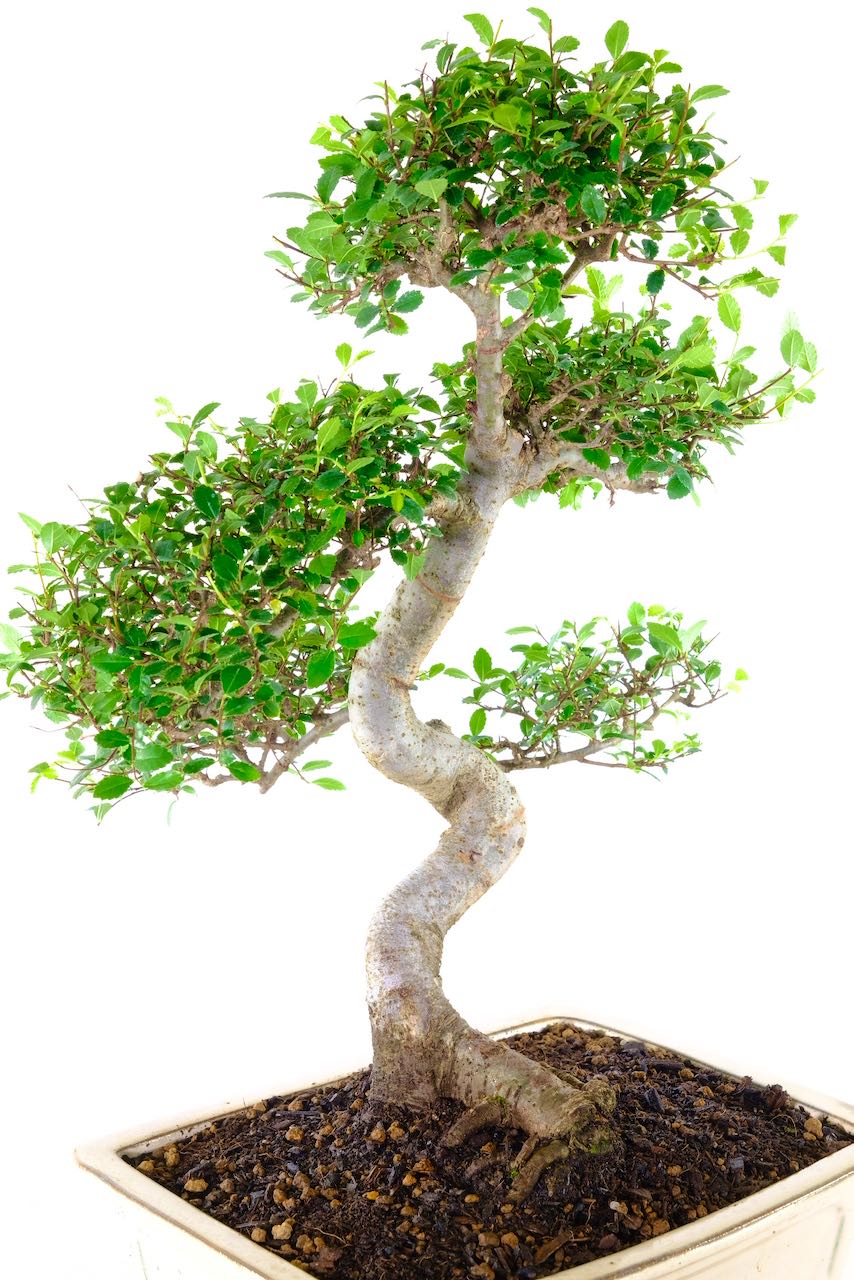Mature Bonsai Tree for sale Indoor Chinese Elm Bonsai UK