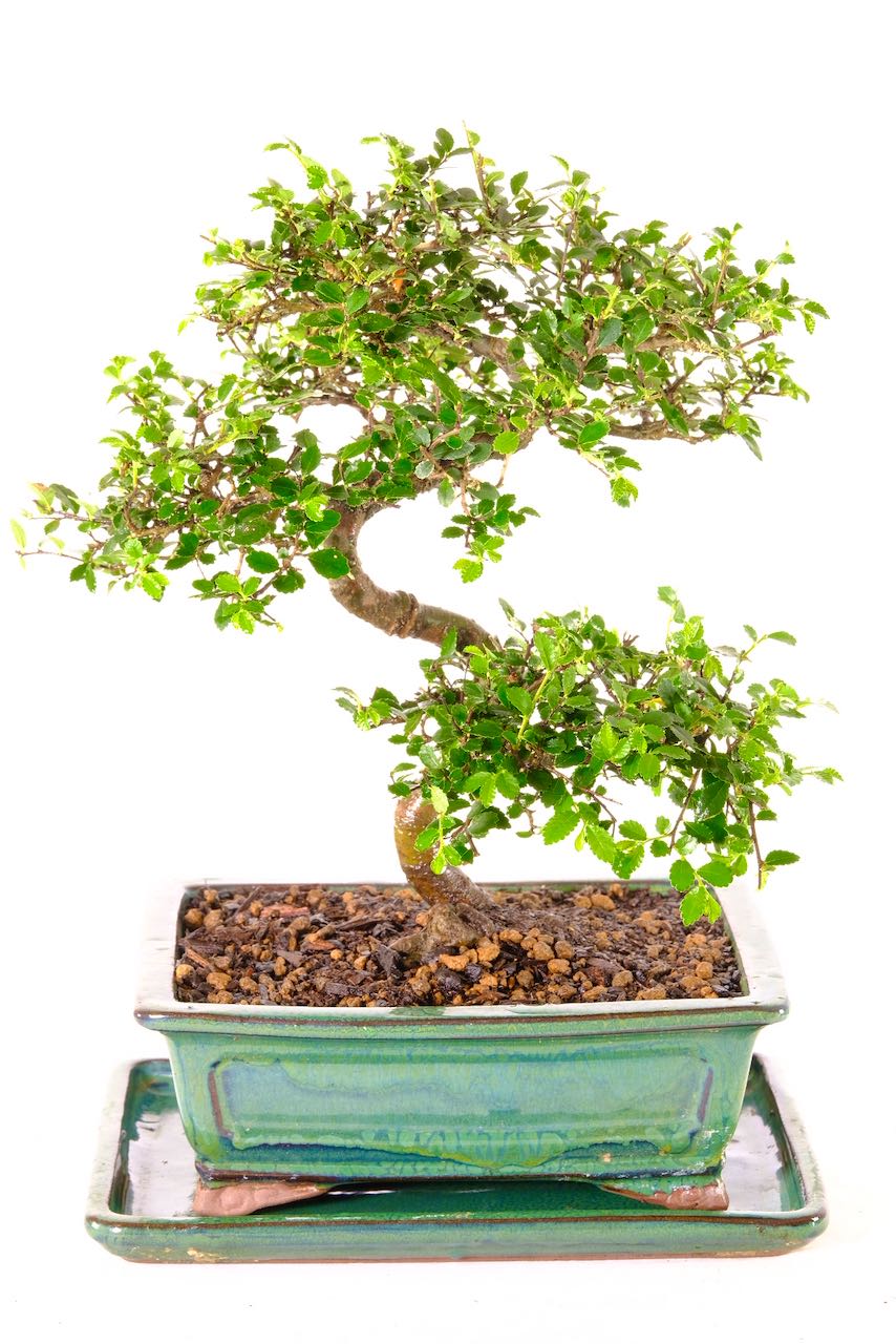 Chinese Elm Bonsai A Sensational Beauty for Beginners UK