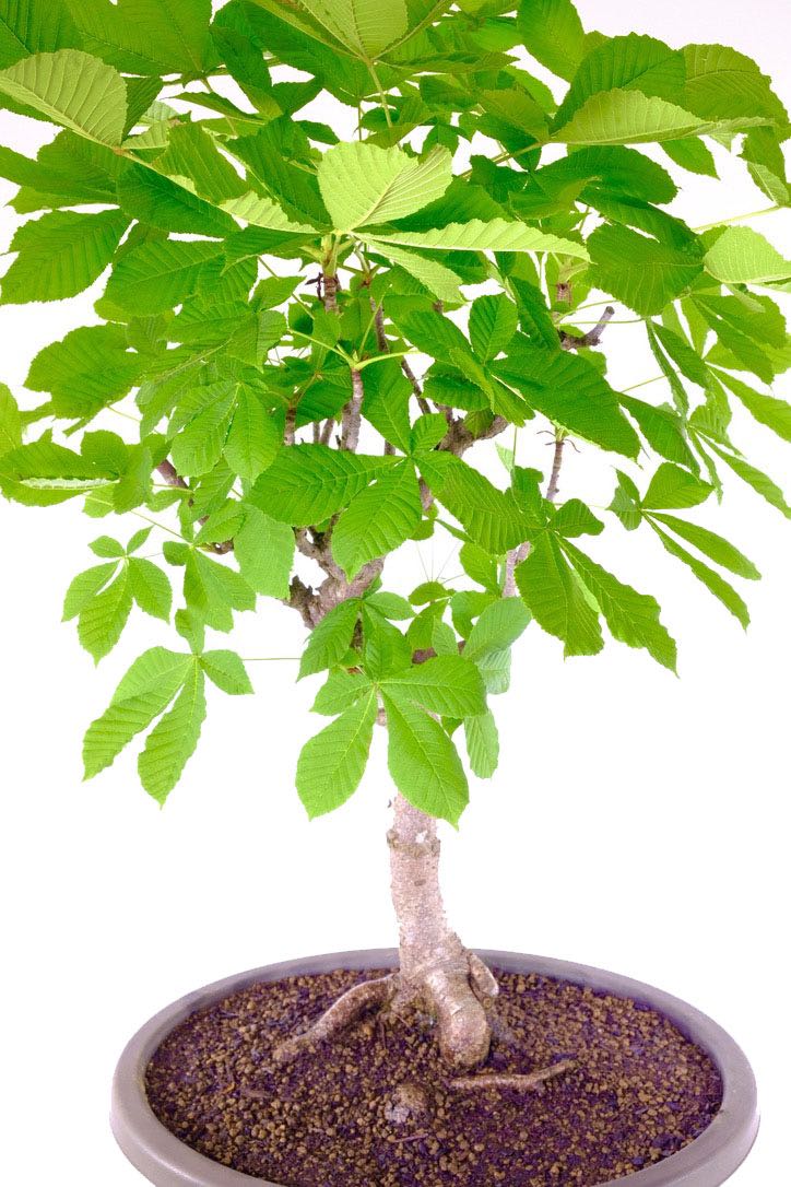 Huge Horse Chestnut Bonsai Tree (Aesculus hippocastanum)
