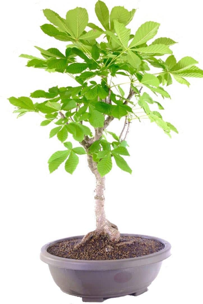 Our Range of Outdoor Bonsai Trees for Sale from Bonsai Direct