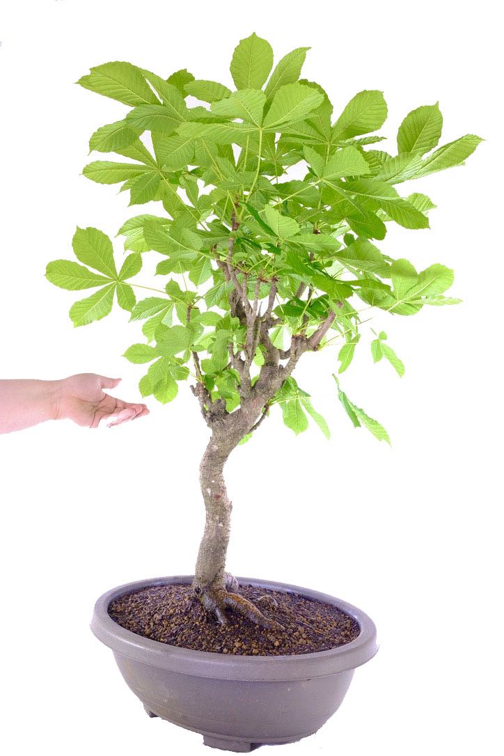 Huge Horse Chestnut Bonsai Tree (Aesculus hippocastanum)