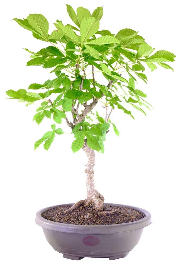 Huge Horse Chestnut Bonsai Tree (Aesculus hippocastanum)