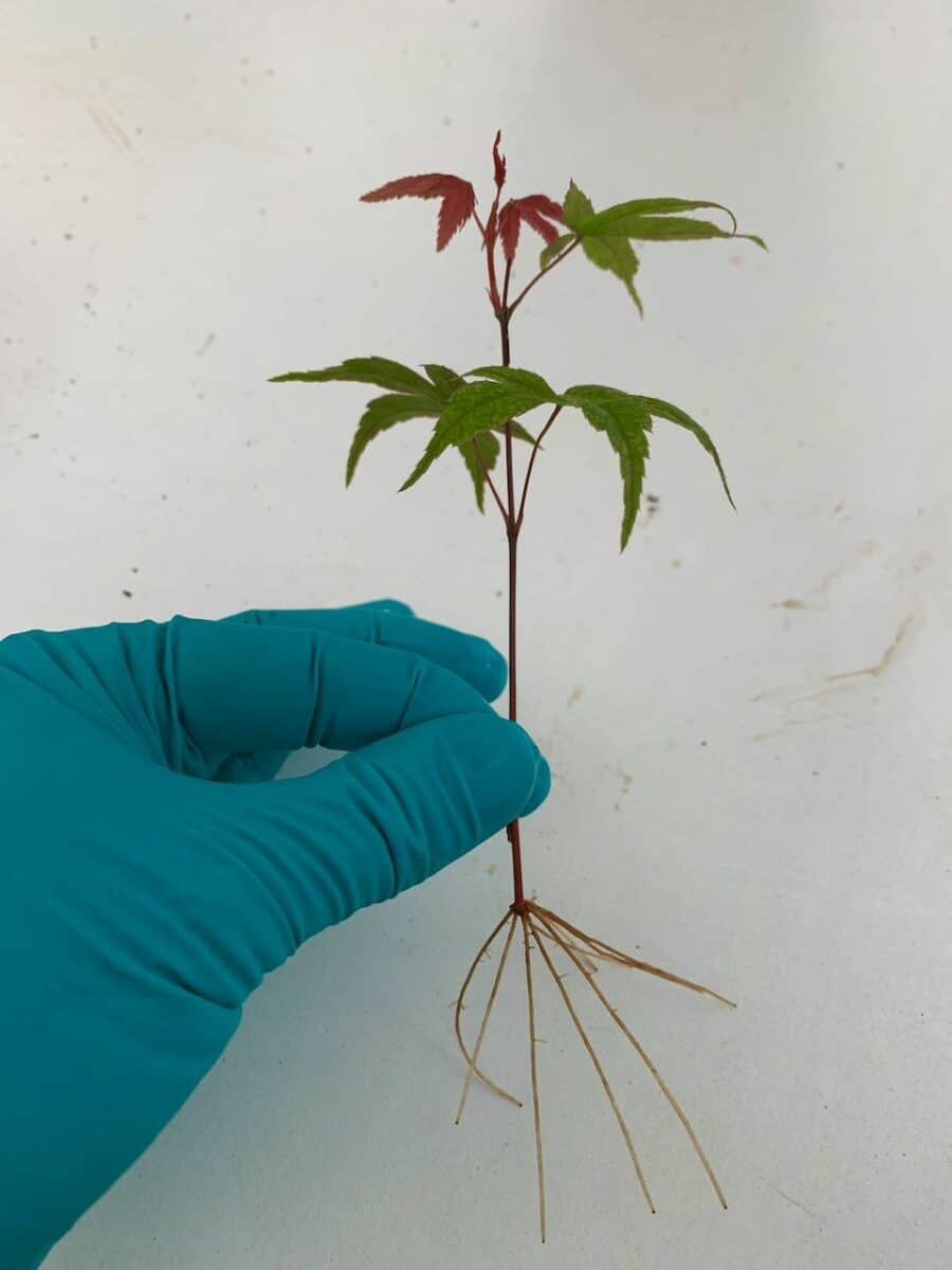 Propagating Bonsai Cuttings Bonsai Trees for Sale UK