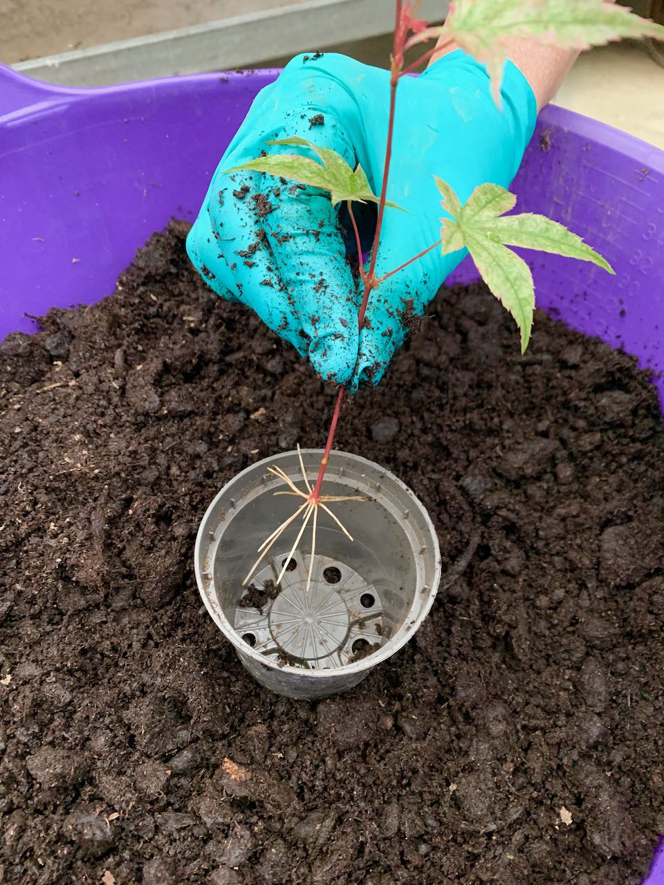 Propagating Bonsai Cuttings Bonsai Trees for Sale UK